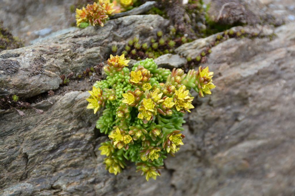 Sedum alpestre / Borracina alpestre